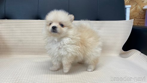 成約済の兵庫県のポメチワ:ポメラニアン×チワワ-323679の7枚目